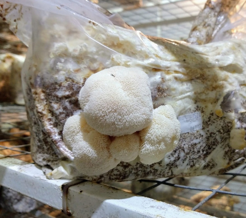 Bloque Autocultivo Hericium Erinaceus (melena De Leon)