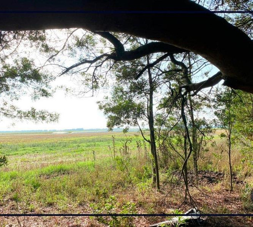 Imagen 3 de 6 de Venta Campo 51 Ha Papero