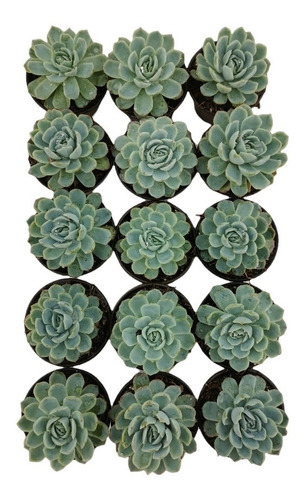 Echeveria Elegans 15 Pzas