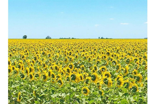 Imagen 9 de 15 de Campo En Quemu Quemu La Pampa