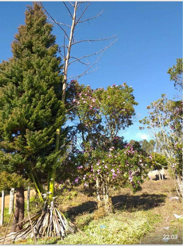 Imagem 10 de 11 de Chacara 2000m2