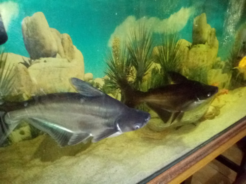 Imagen 2 de 2 de Bellos Y Hermosos Tiburones En Venta