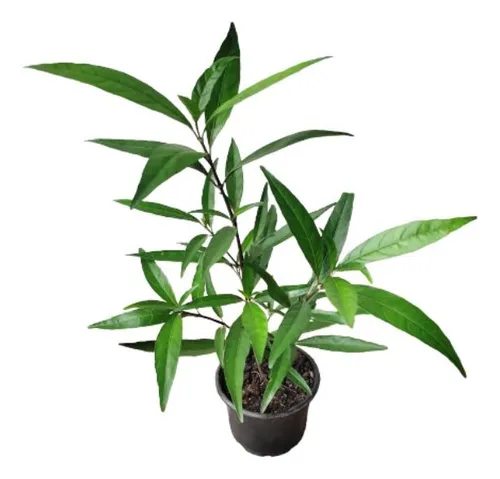 comprar Muda Quebra Demanda u002F Abre Caminho - Planta Medicinal