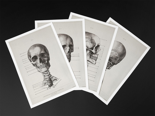 Anatomía Humana 11-12-13-14 Póster Antiguo Decoración