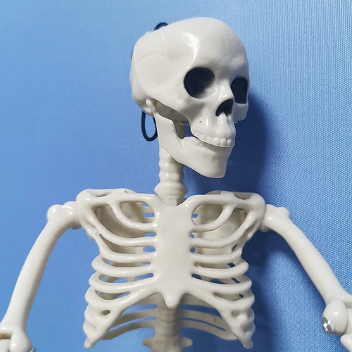 Imagen 8 de 10 de Calavera Esqueleto Estudio Medicina Halloween 40cm Alto