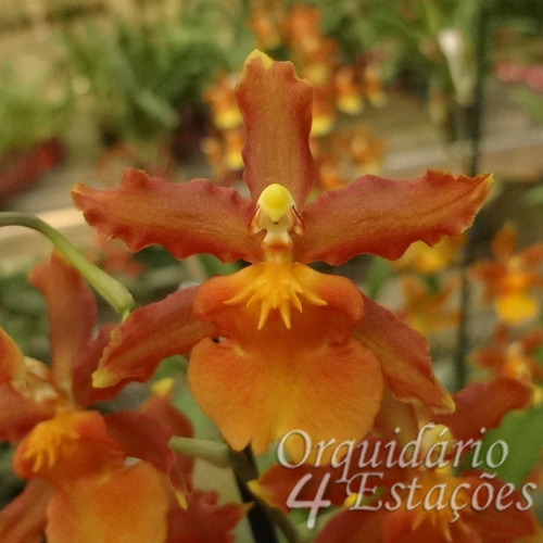 Orquídea Odontocidium Catatante - Adulta