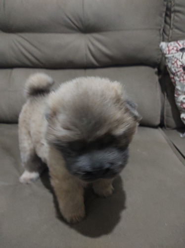 Imagem 3 de 5 de Filhote Fêmea Shar Pei