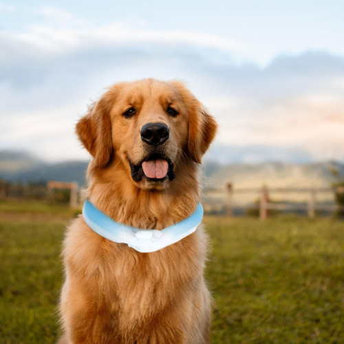 Collar De Hielo Para Perros Banda Refrescante Para El Cuello