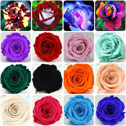 Más De 200 Semillas De Rosas De Colores Mixtos Para Plantar 