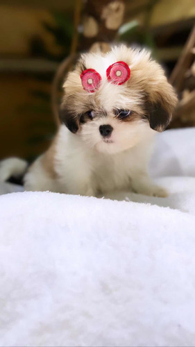 Lhasa Apso Mini Lindos Filhotes (sp Capital Não Enviamos)