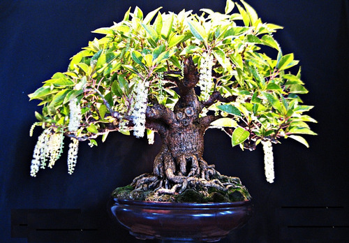 Ombu  Bela Sombra - Bonsai Árvore Phytolacca 60 Sementes