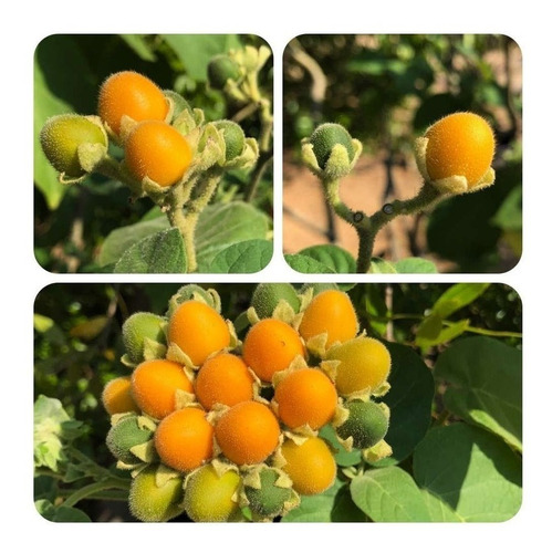 10 Sementes Mini Tamarilho Amarelo Tomate De Árvore Anão