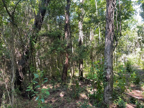 Preciosa Parcela A Pasos Y Acceso Del Rio Trancura
