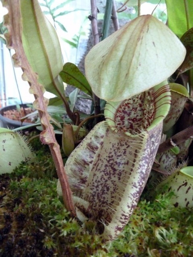 10 Sementes Planta Carnivora Nepenthes Rafflesiana Alata 