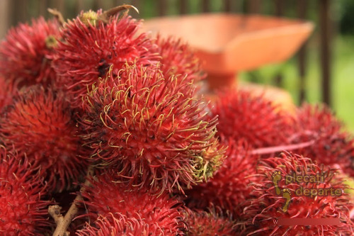 Urucum, 100 Gr Erva Seca