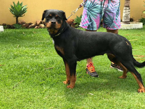 Rottweiler_ Alto Padrão _ Frete Grátis_ Ninhada 04.04.20