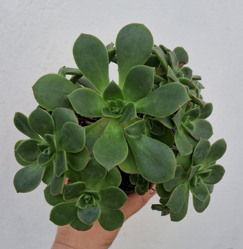 Aeonium Haworthii Rosa Verde Suculenta De Coleccion
