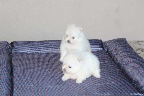 Filhotes De Spitz Alemão Anão Com Pedigree