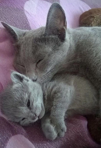 Hermosos Gatitos Azul Ruso+ Kit Sanitario De Regal