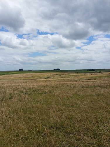 Se Vende Gran Campo En El Departamento De Florida. Superficie De 150 Hectáreas. Está Todo El Predio Alambrado, Tiene Tajamares. Tiene La Gran Ventaja Y Facilidad De Acceso Directo Por 2 Rutas.