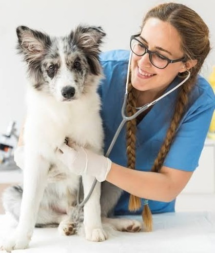 Imagem 2 de 3 de Curso Auxiliar De Veterinária Ead
