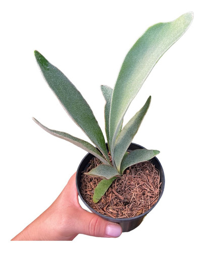1 Muda De Platycerium Veitchii Lemoinei No Vaso Envio Rápido