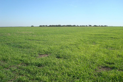 Imagen 5 de 6 de Campo El Venados Grandes Chaco 3200 Hectareas