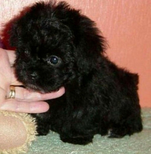 Cachorros Caniche Mini Toy Negros !! 