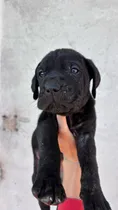 Comprar Cachorros Mastín Napolitano Padres A La Vista