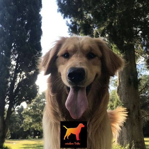 Golden Retriever 100% Puros En Criadero Tribu, Soy Guada