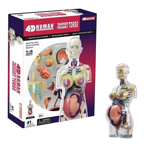 4d Anatomia Cuerpo Femenino Mujer Embarazada Embarazo 26084