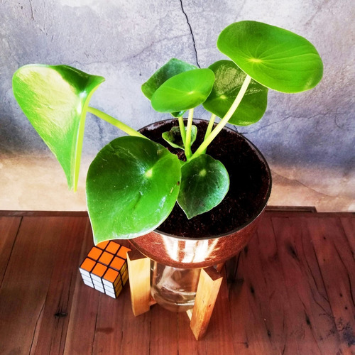 Imagen 3 de 10 de Cuchara Little Plant 27 Con Soporte, Maceta Autorregante