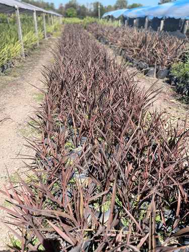Plantas Cerco Vivo Fornios Rubra 4lts Vivero Zona Oeste X40