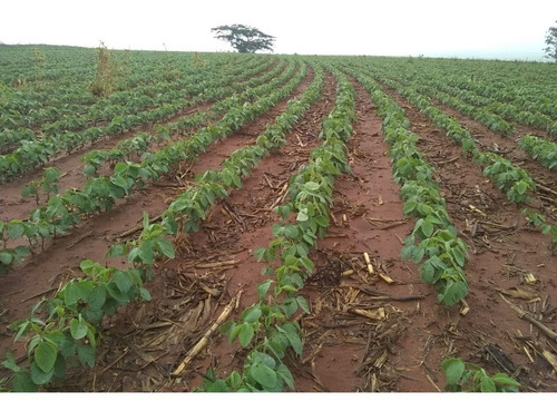 Imagem 27 de 30 de Fazenda À Venda Em Echaporã/sp - Fa00113 - 68992877