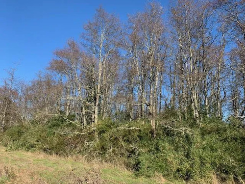 Sitio En Venta En Frutillar