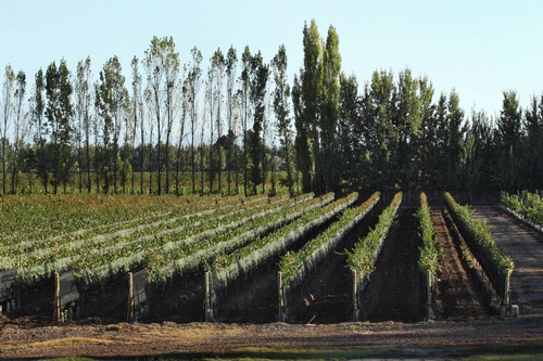 Terreno En Venta Viñedo 28 Has En Mendoza