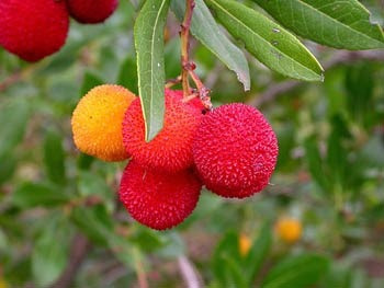 Imagem 4 de 10 de Sementes Medronho Arbutus Unedo 5 Envelopes 40 Sementes