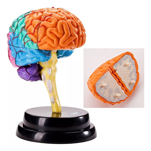 Herramienta De Anatomía Del Cerebro Dividido