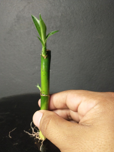 80 Pz De Bambu Chino De La Suerte (planta Lucky Bamboo)