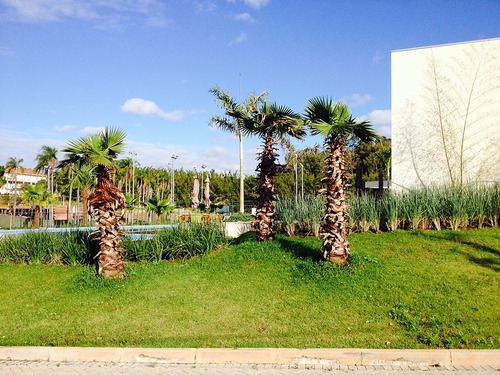 Palmeira De Saia Washingtonia 2 Metros Em Alphaville Jardim