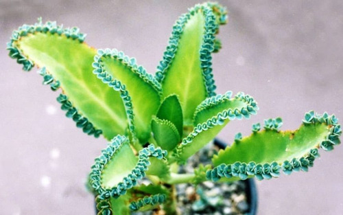 Imagen 3 de 4 de Planta De Kalanchoe Laetivirens Exótica Medicinal Anticancer