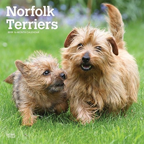 Norfolk Terriers 2019 12 X 12 Pulgadas Mensual Cuadrado Pare