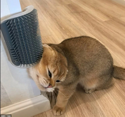 Imagen 5 de 5 de Cepillo Masajeador Para Gatos Pethome