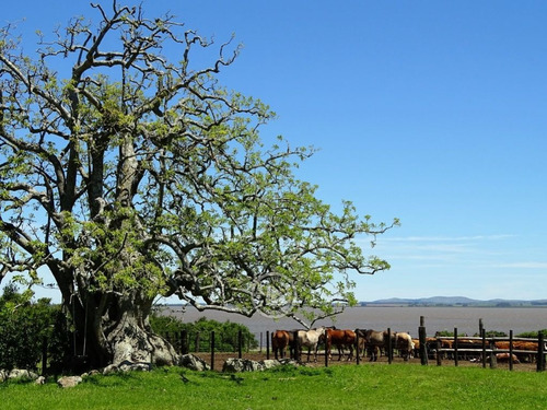 Estancia Guardia Del Monte En Rocha