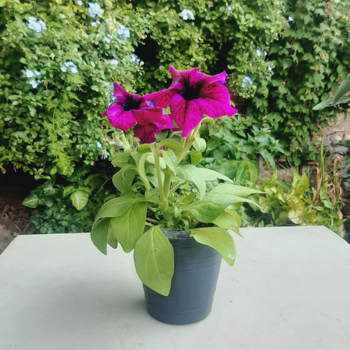 Imagen 2 de 6 de Petunia De Color Violeta, Varios Colores Rosa, Rayadas Etc.