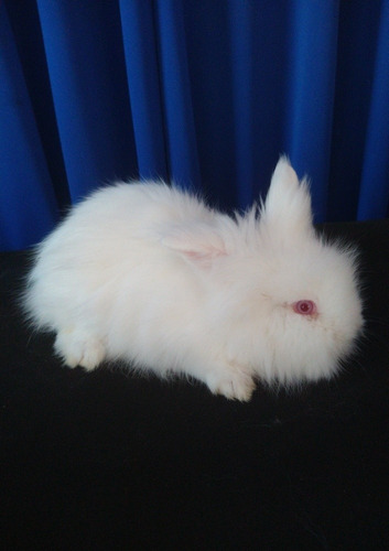 Conejo Cabeza De León Blanco Mascota