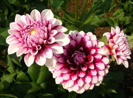 Dalia Importada Sortida Dahlia - Sementes Flor Pra Mudas | Parcelamento sem  juros
