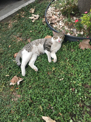 Gatito En Adopción (solo Monterrey)