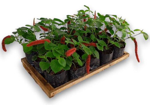 Kit 20 Mudas Rabo De Gato Vermelho Para Vasos Ou Jardins