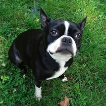 Comprar Cachorro Boston Terrier Puppy Perrito Boston Cachorrito